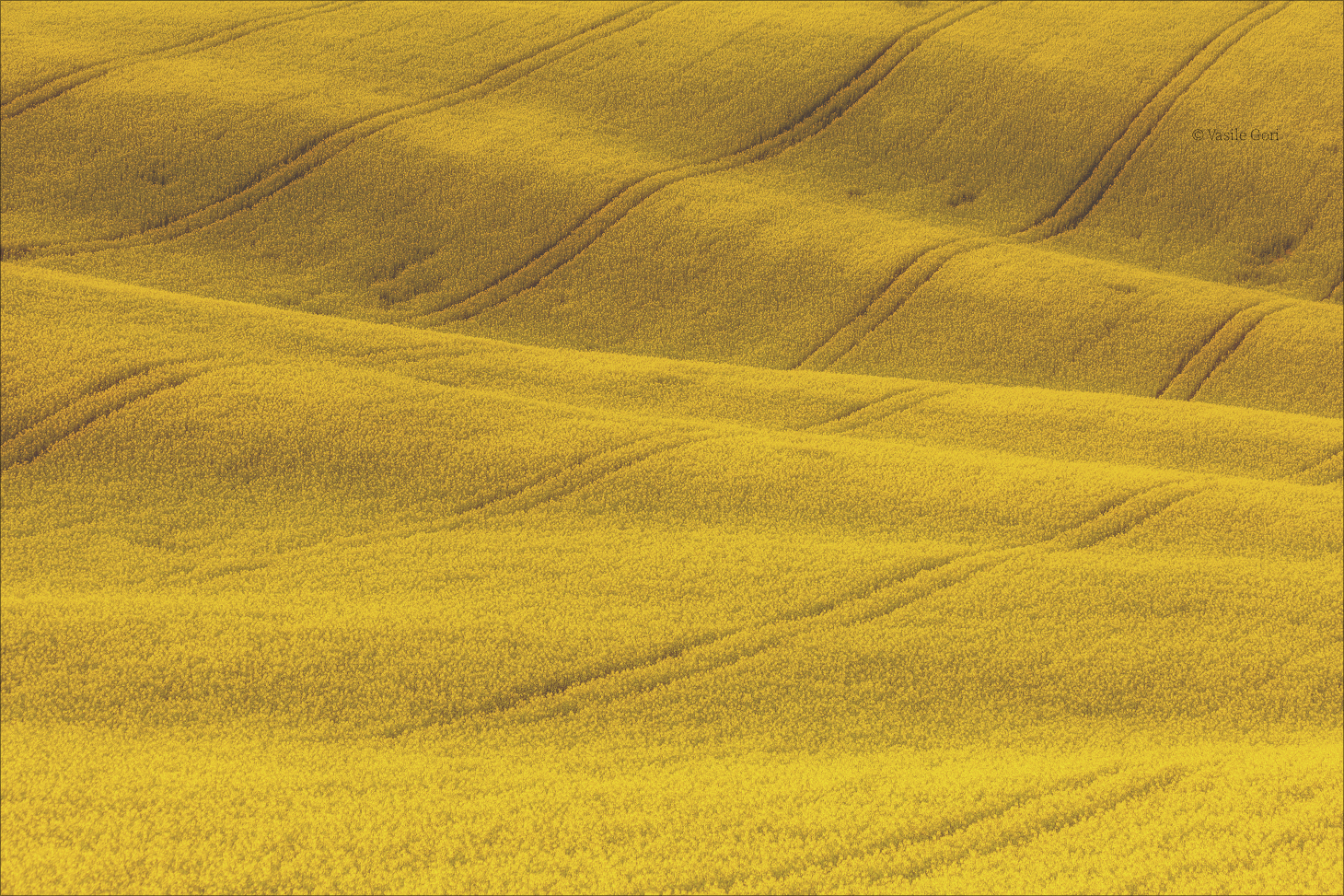 The rapeseed wave II