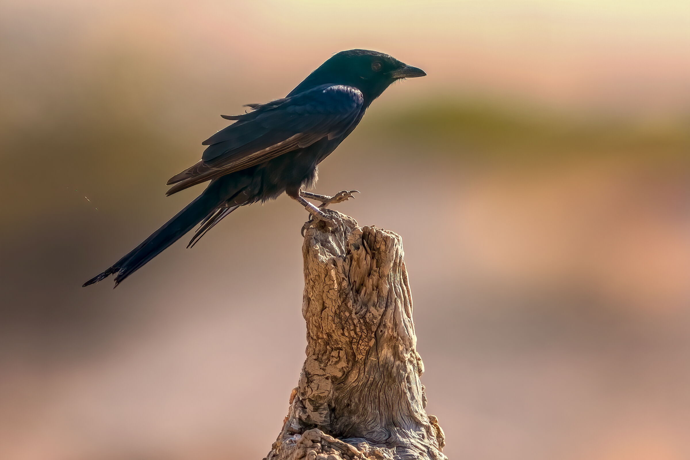 drongo