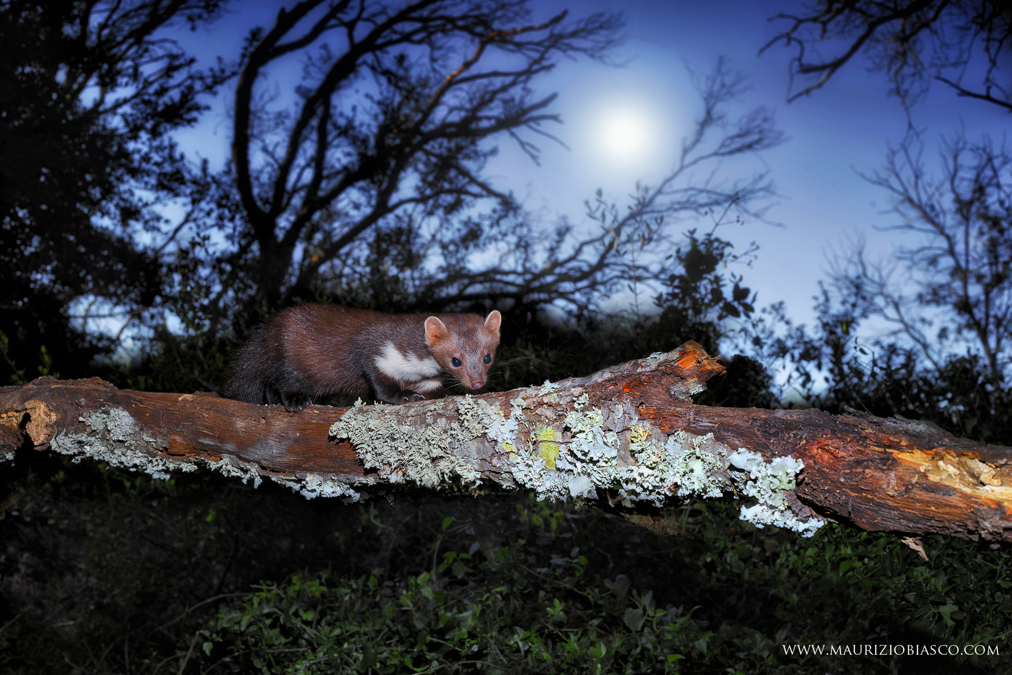 faina al chiaror di luna