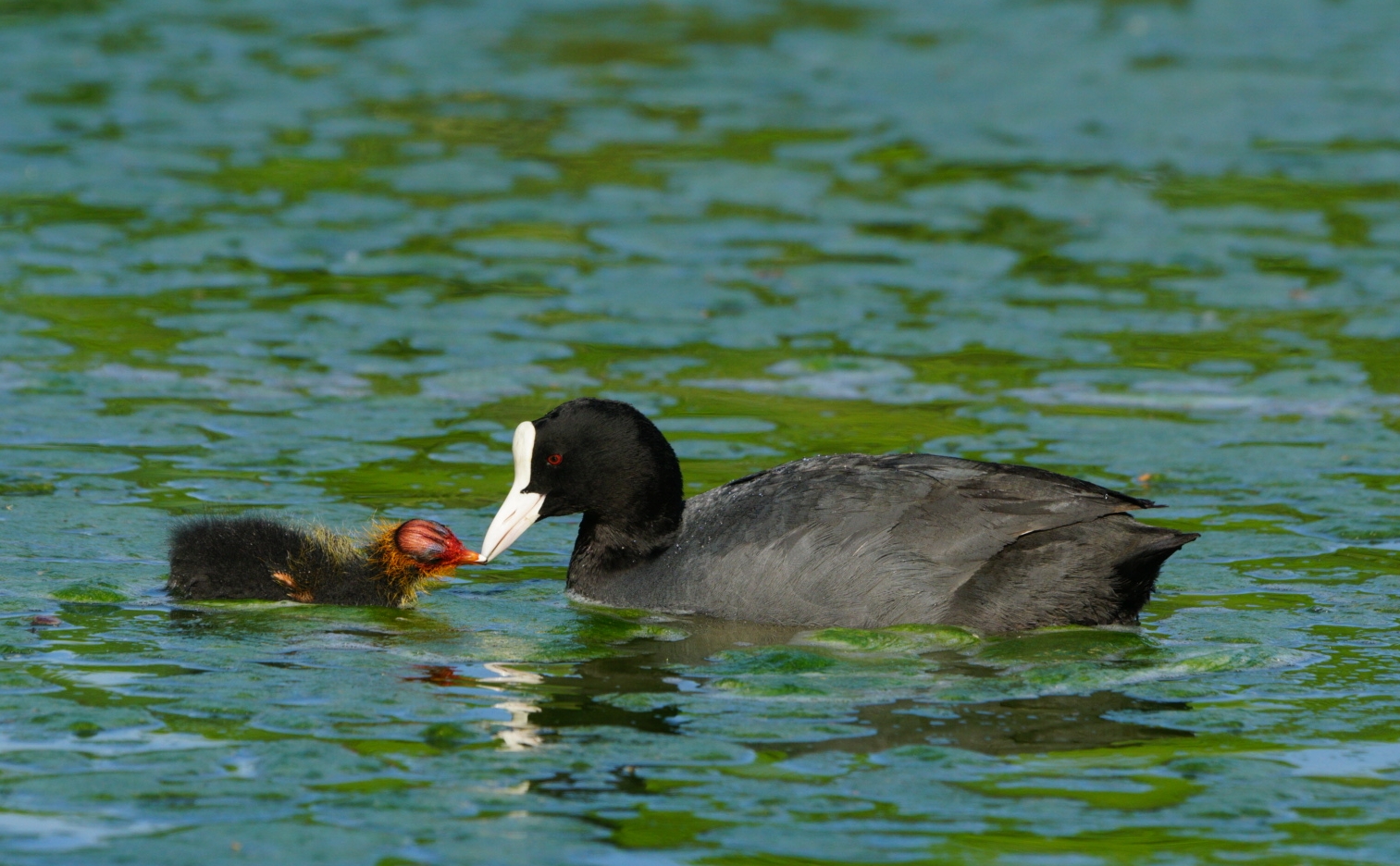 Crescendo... (folaga con pullo)