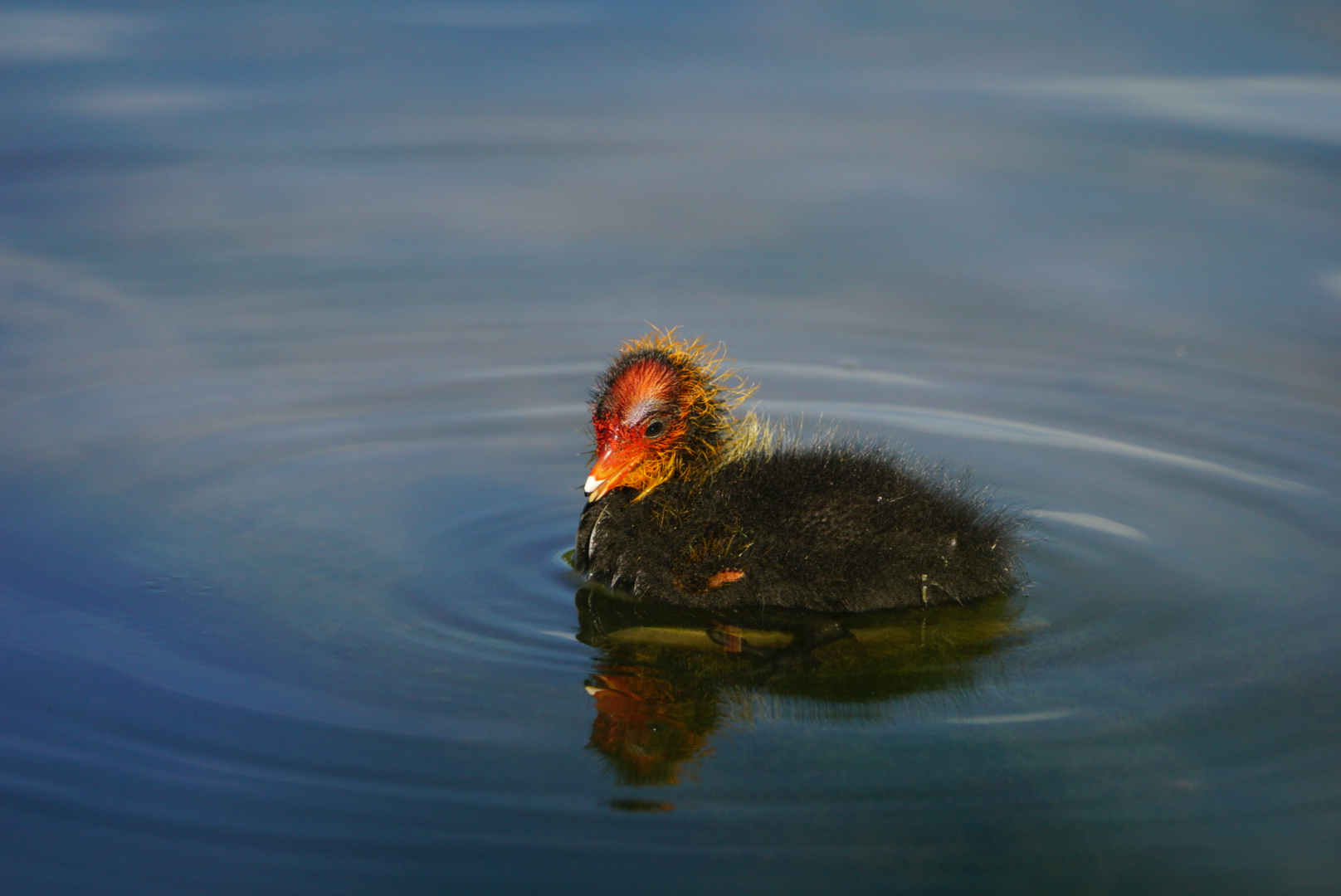 Coot (chick) at sunset