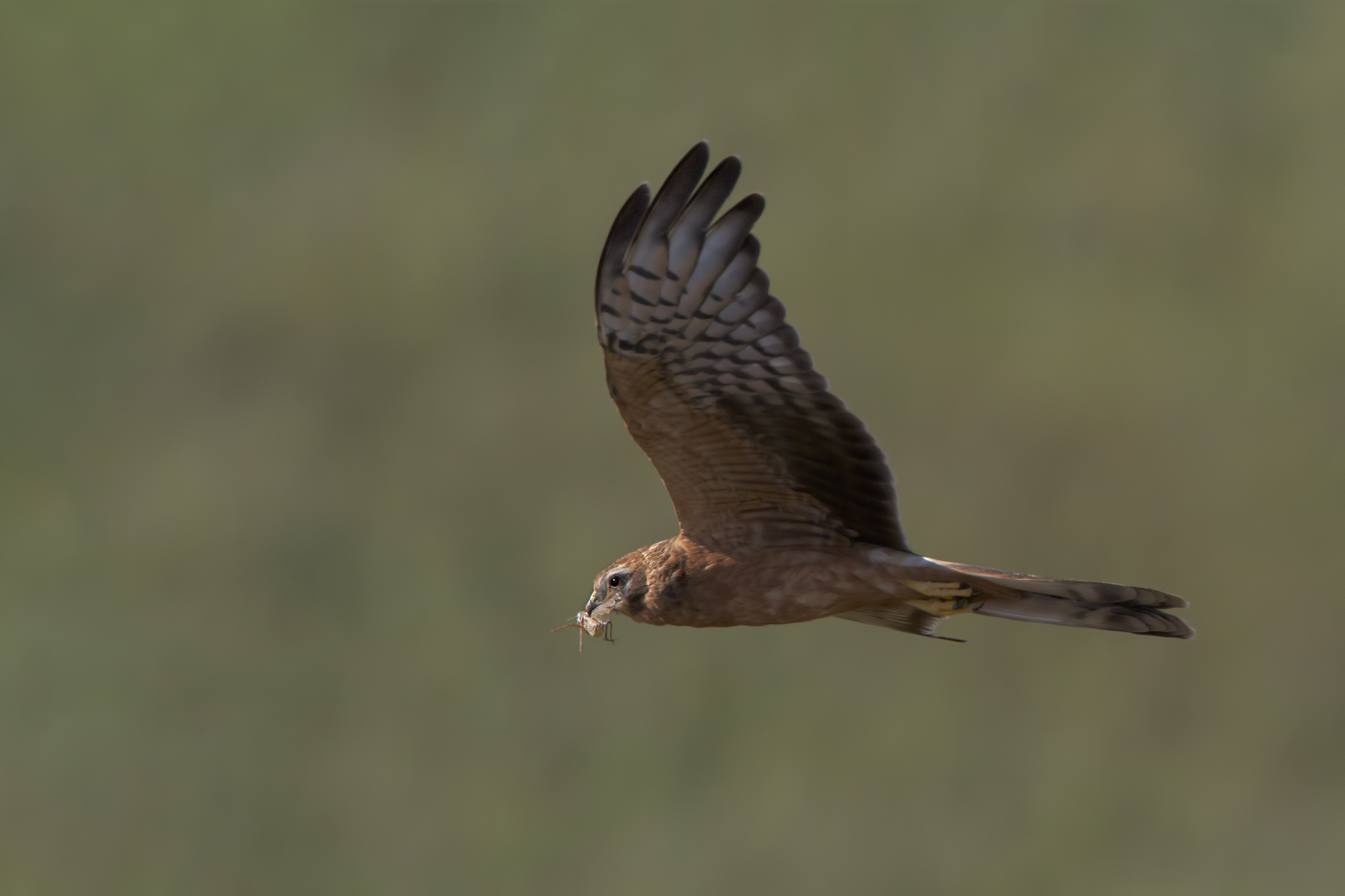 Albanella minore Juv. con preda