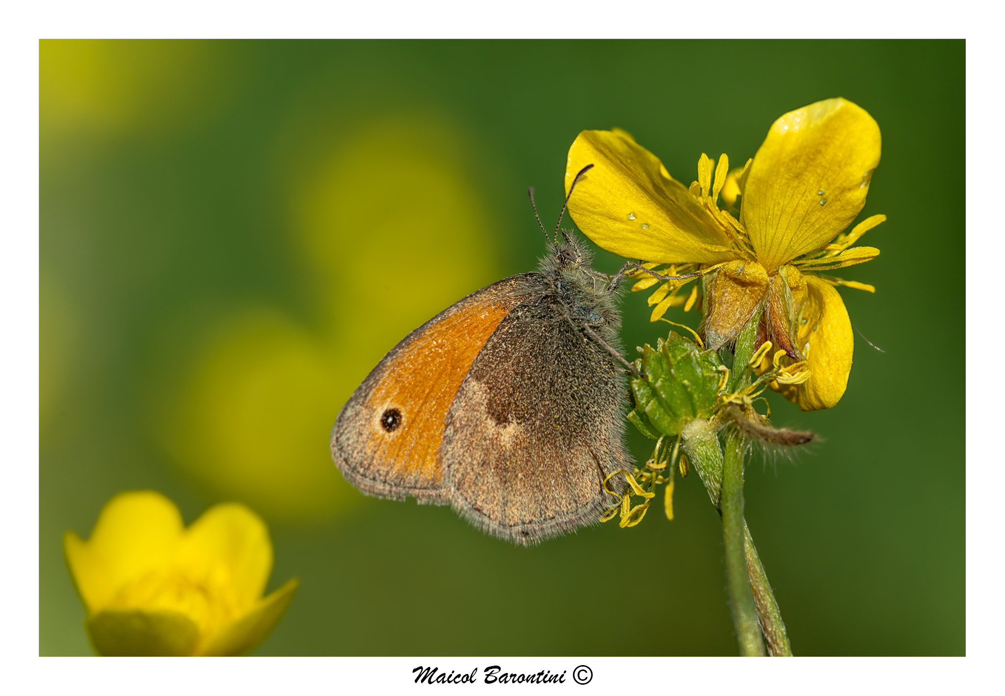 Coenonympha pamphilus