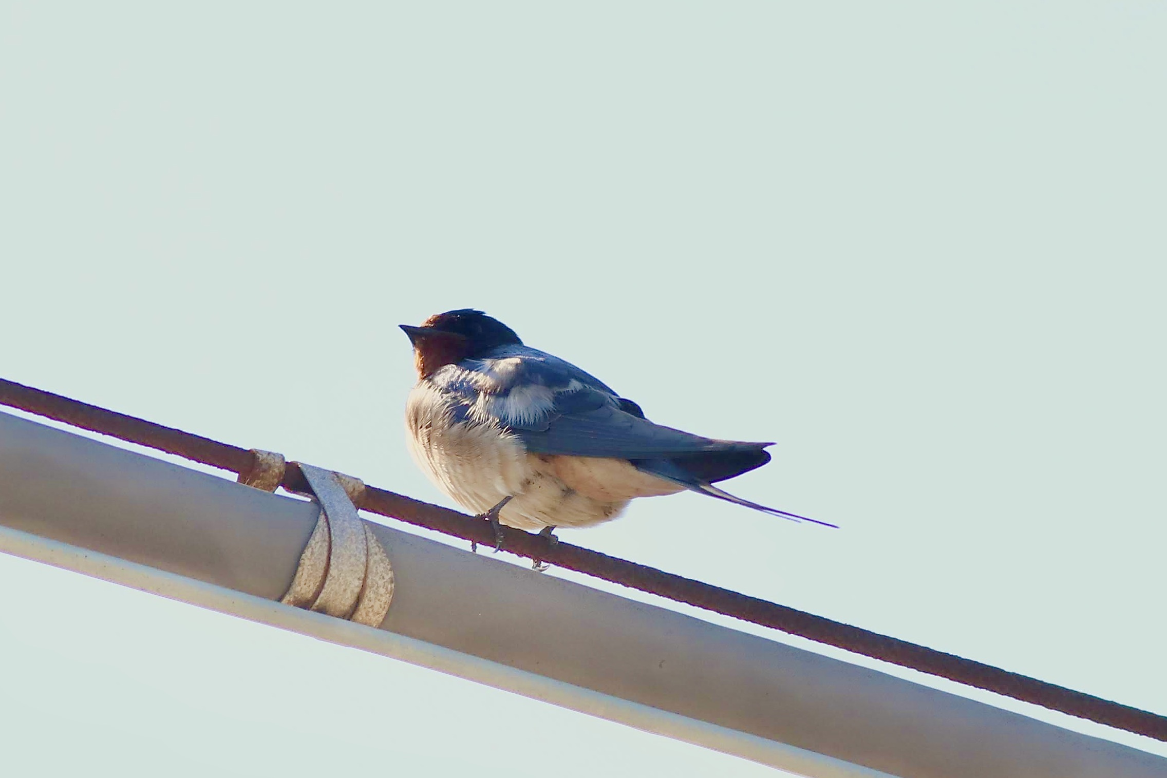 Swallow