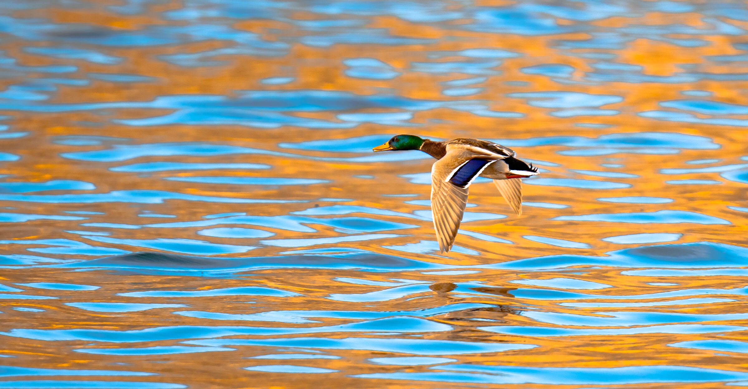 germano commerciale al tramonto