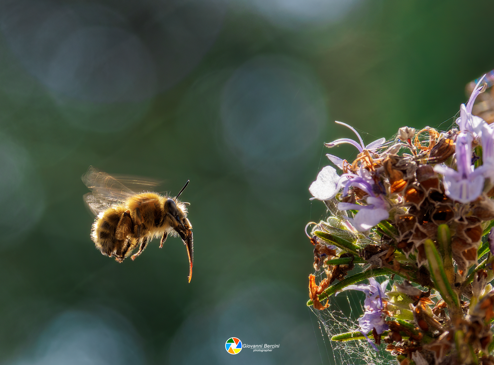 bee on the fly or almost