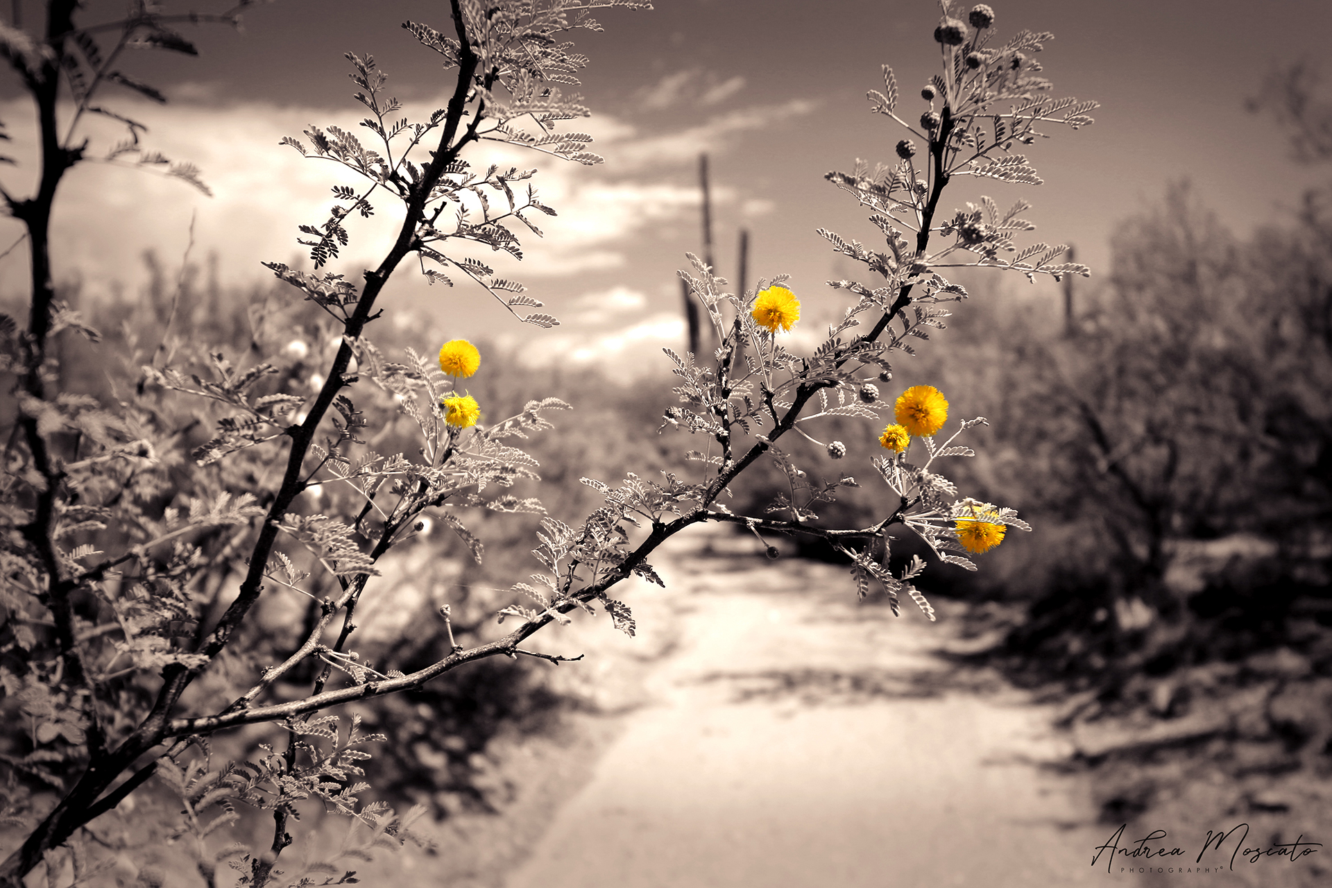 Saguaro National Park East (Arizona)