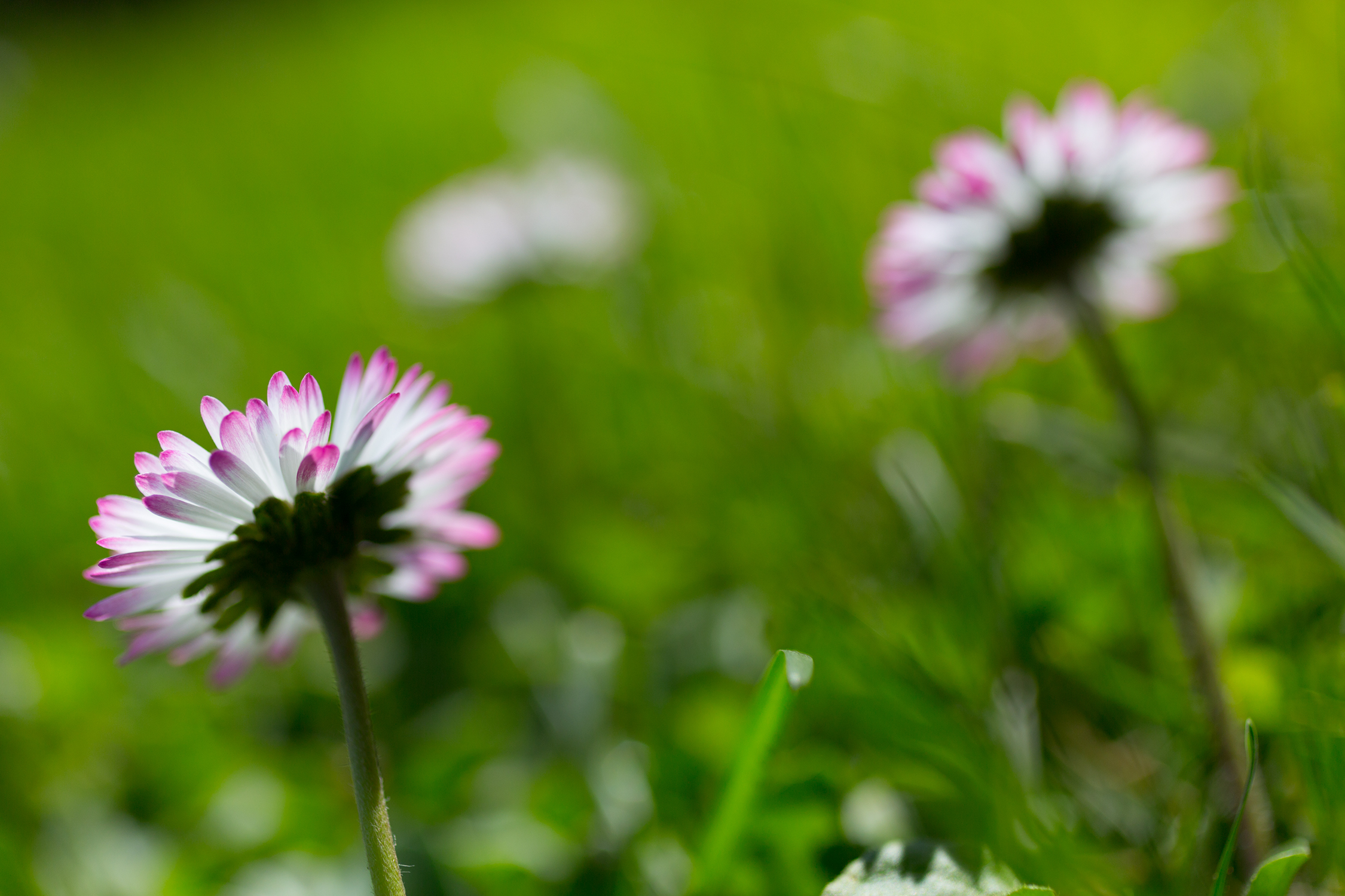 Evanescenze di primavera
