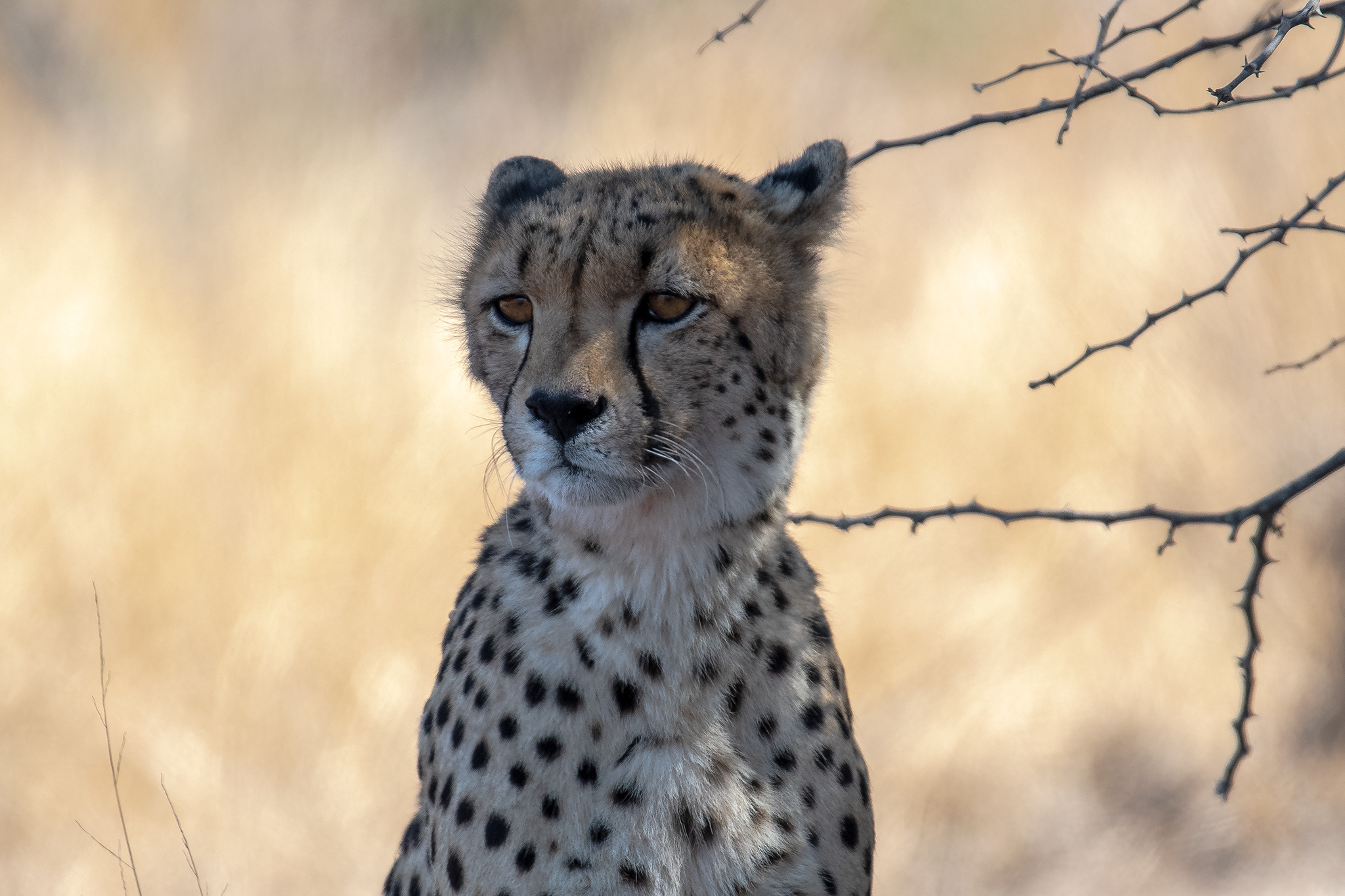 Cheetah