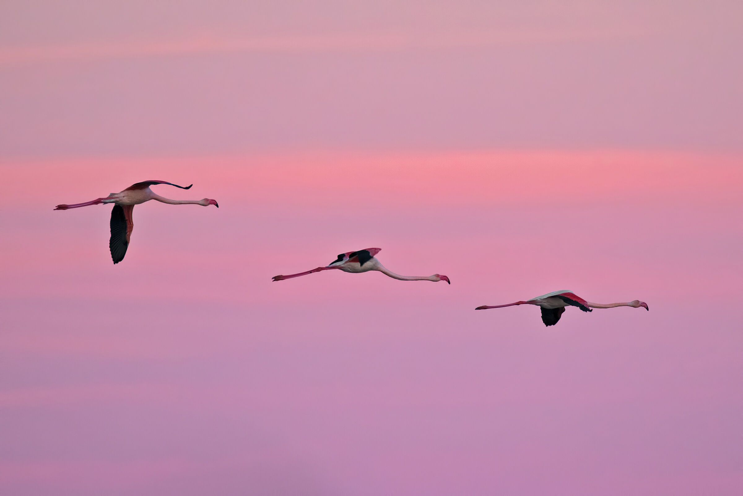 Three Prime Lights Flamingos