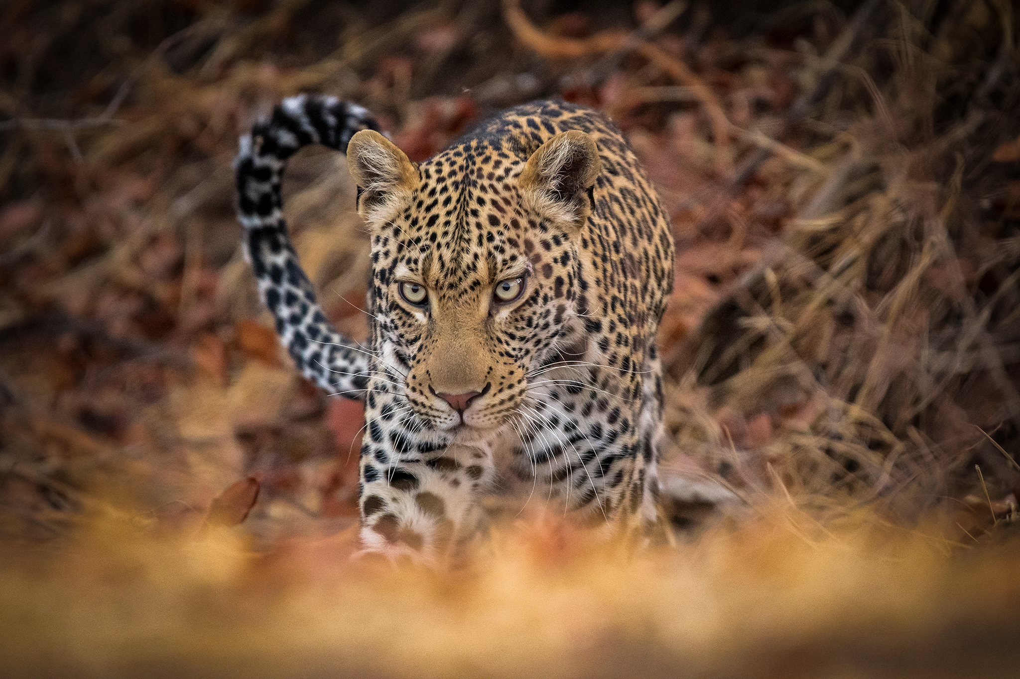 Leopard... fair beauty!