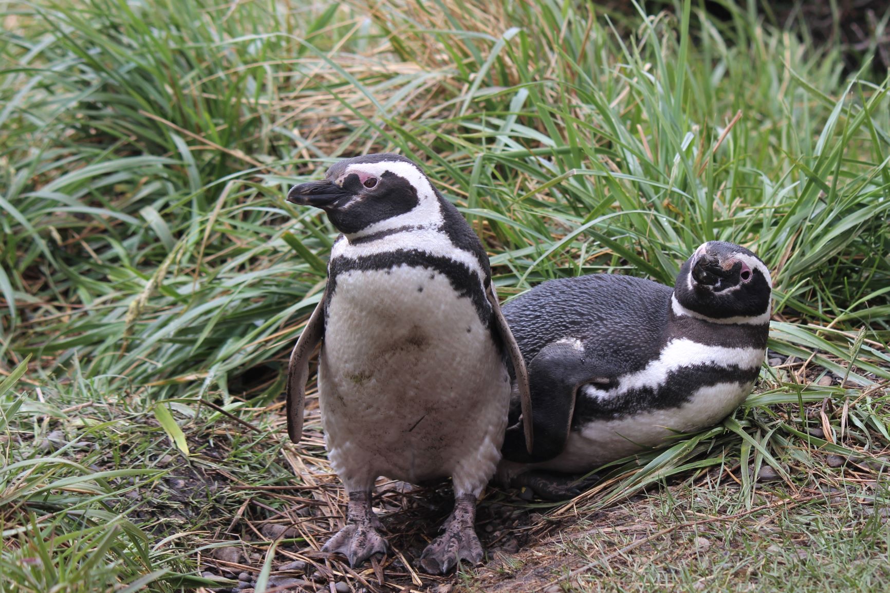 la coppia più bella dell'Isola