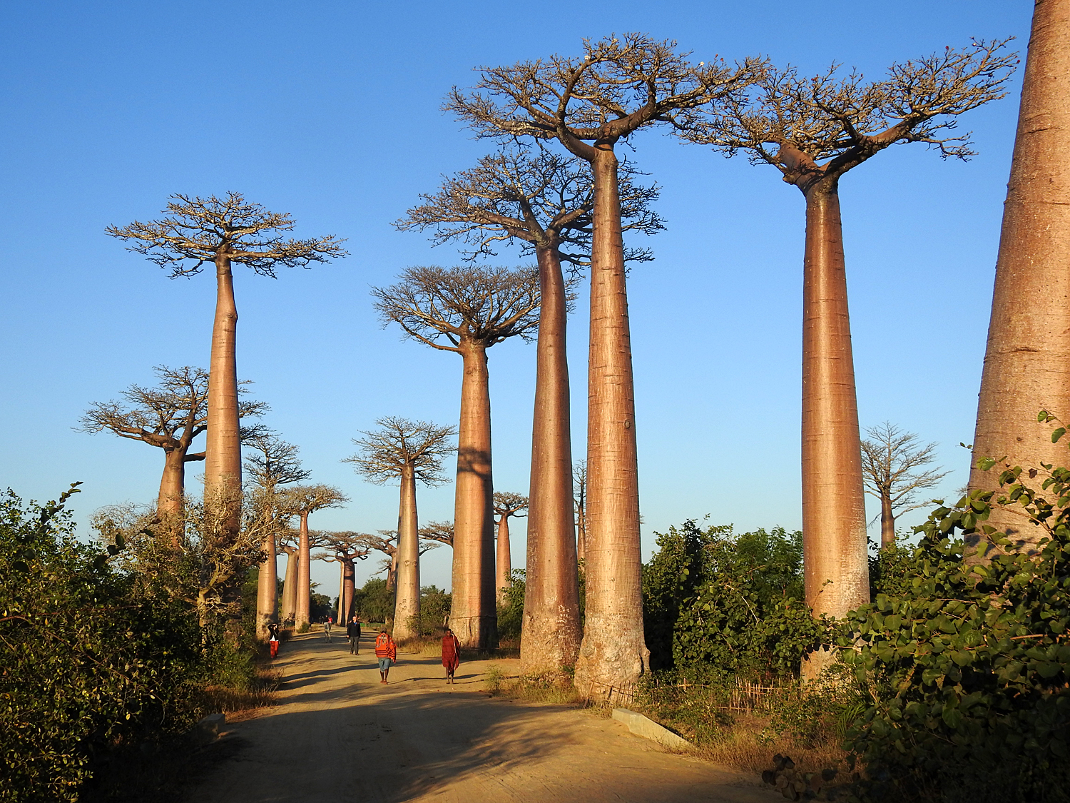 14-07-2019 Avenue of the Baobabs, Morondava