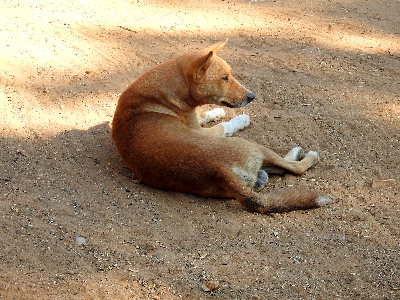 14-07-2019 Dog in Beroboka, Madagascar