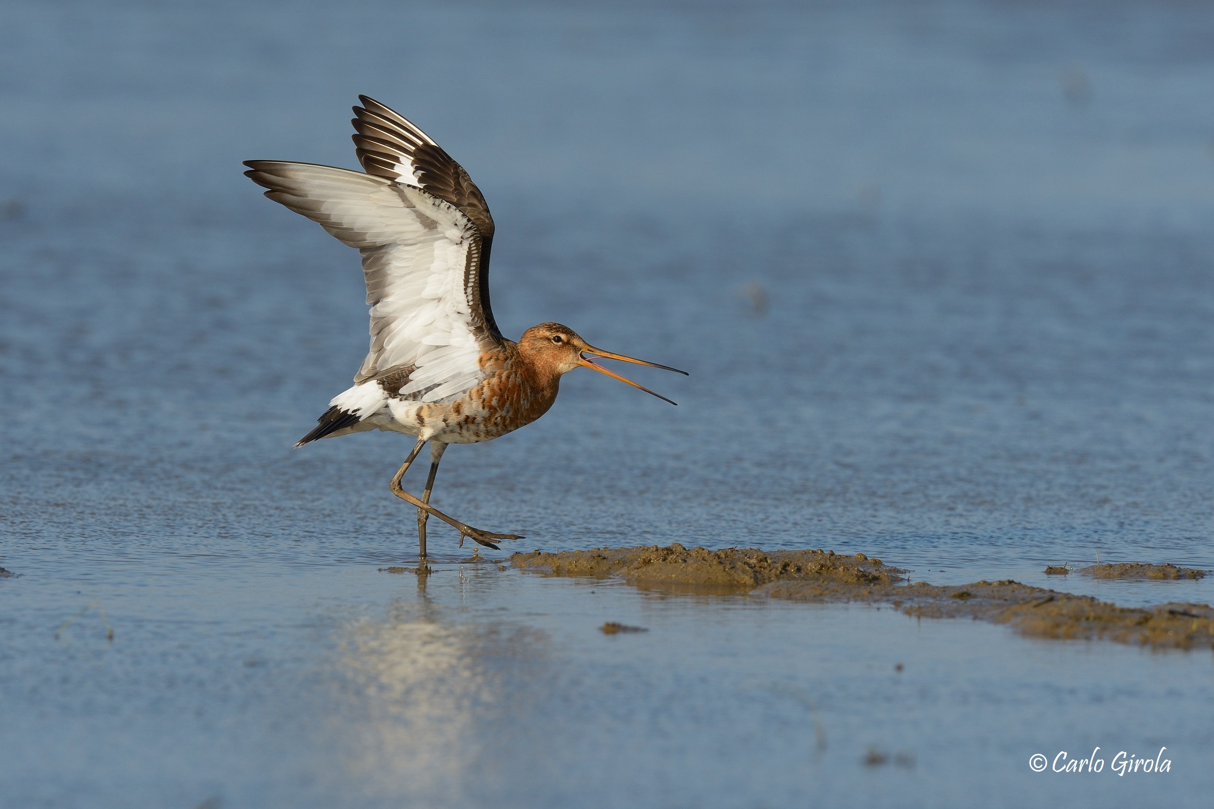 Pittima reale (Limosa limosa)