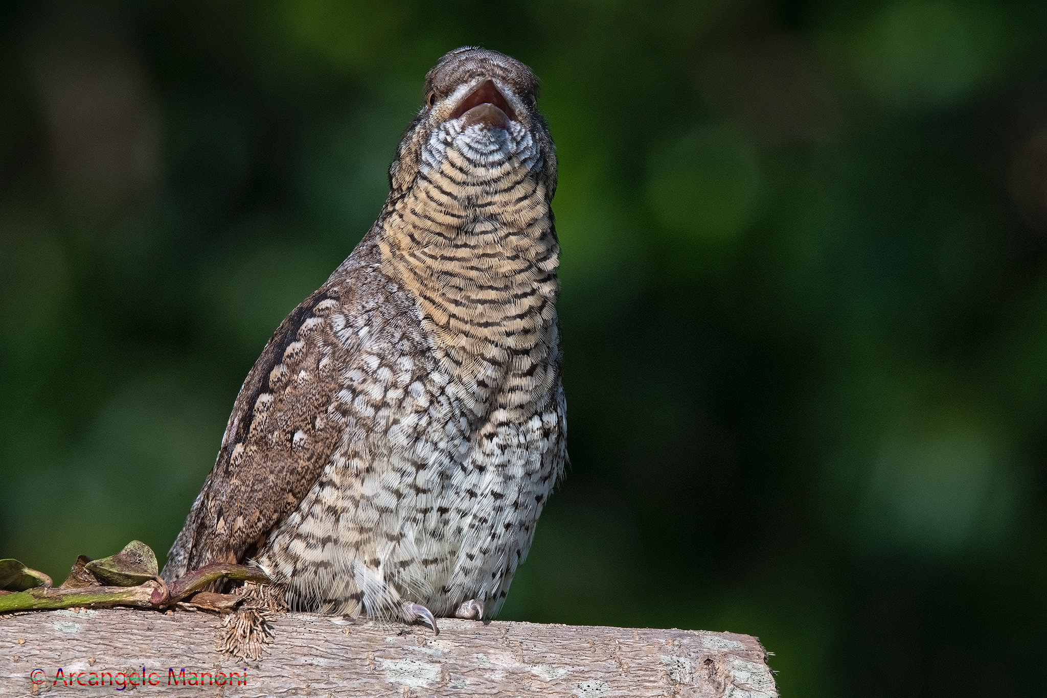 Espressione del torcicollo
