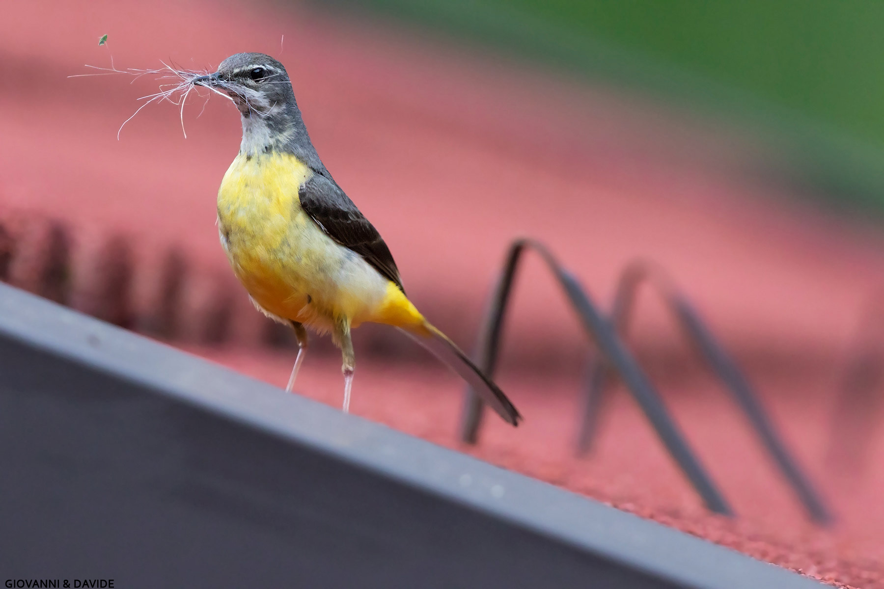 ...Occhio d'aquila...