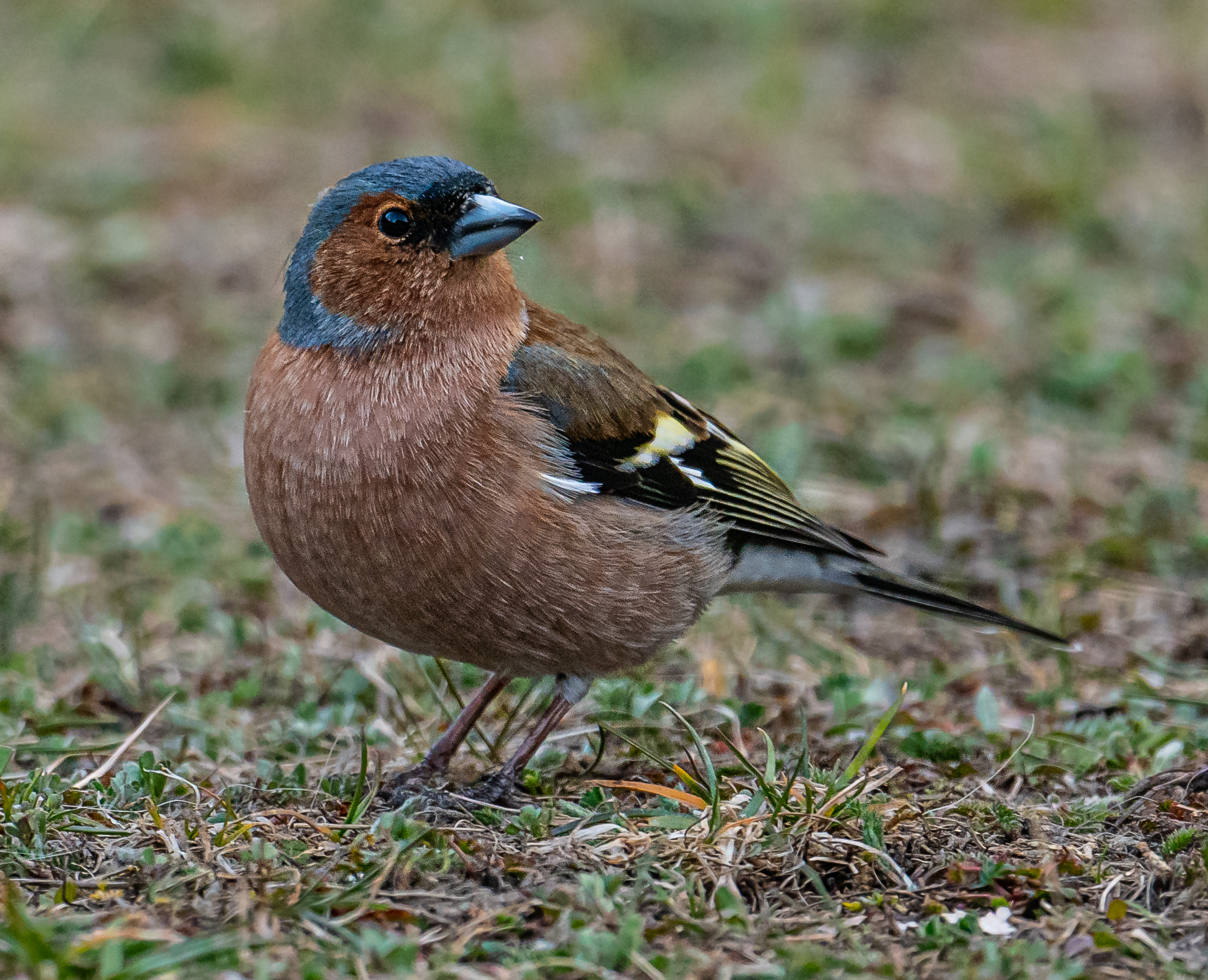 Chaffinch