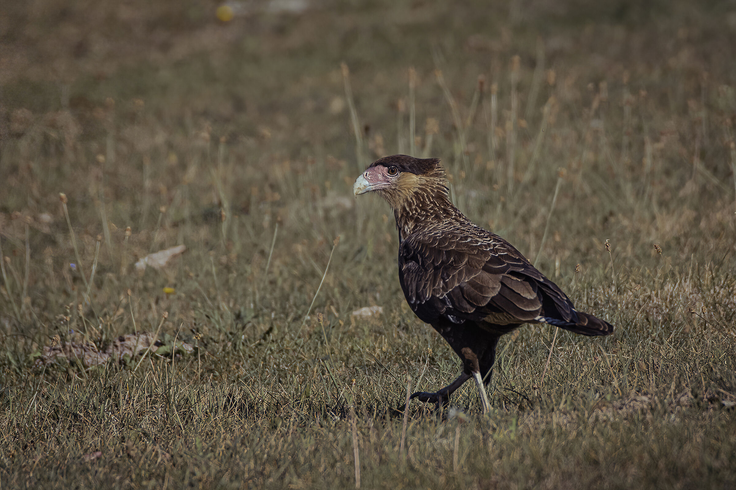 Caracara crestato - (Caracara cheriway)