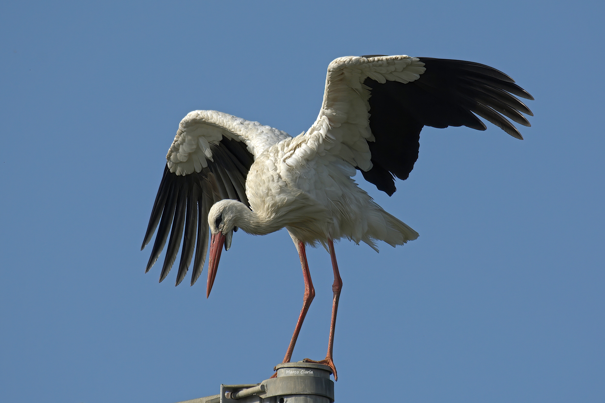 White stork (Ciconia ciconia )
