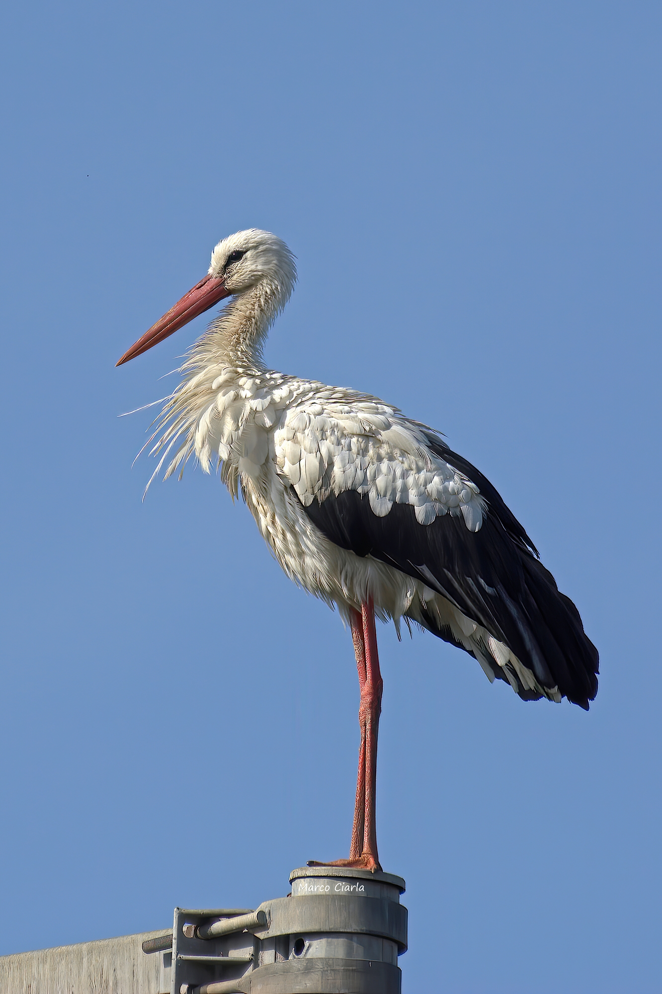 White stork (Ciconia ciconia )