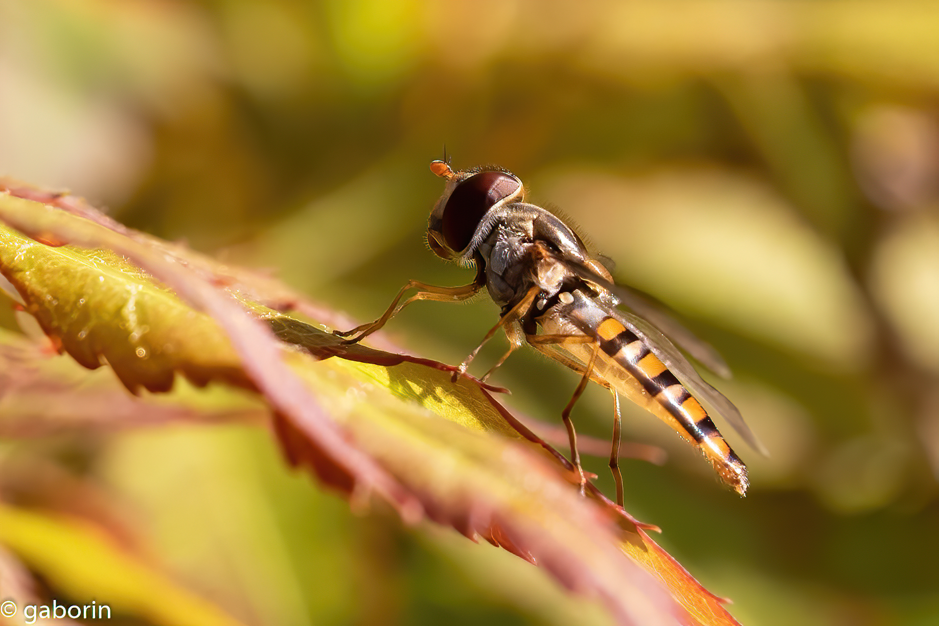 episyrphus balteatus