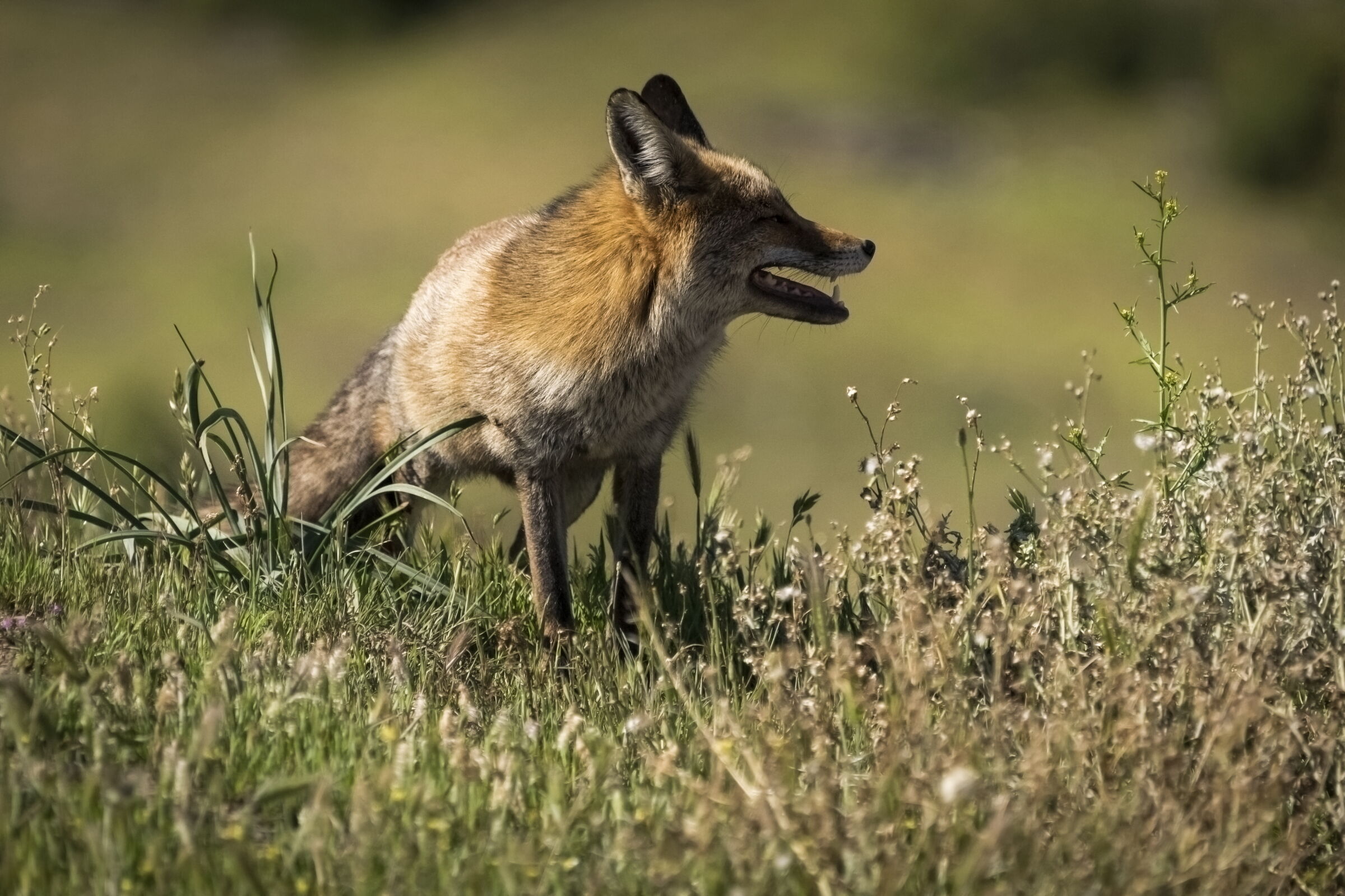 scusi, si può girare?