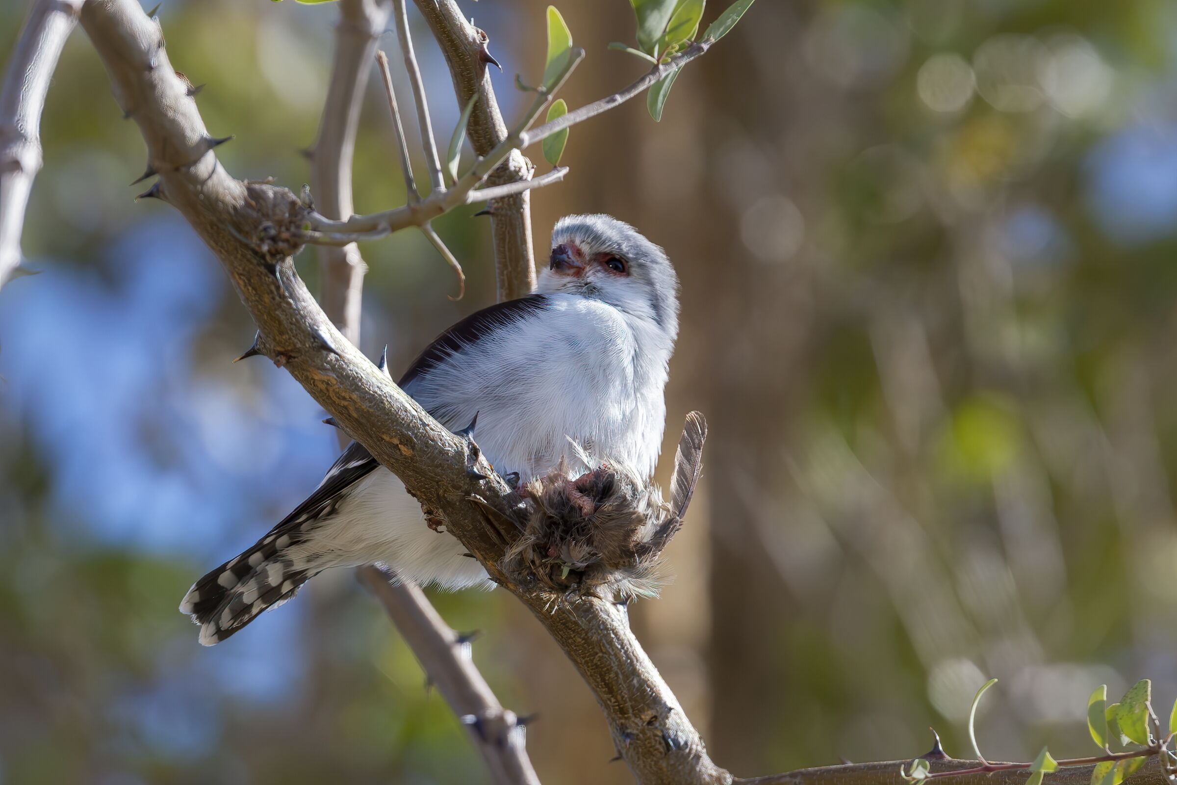 falco pigmeo africano