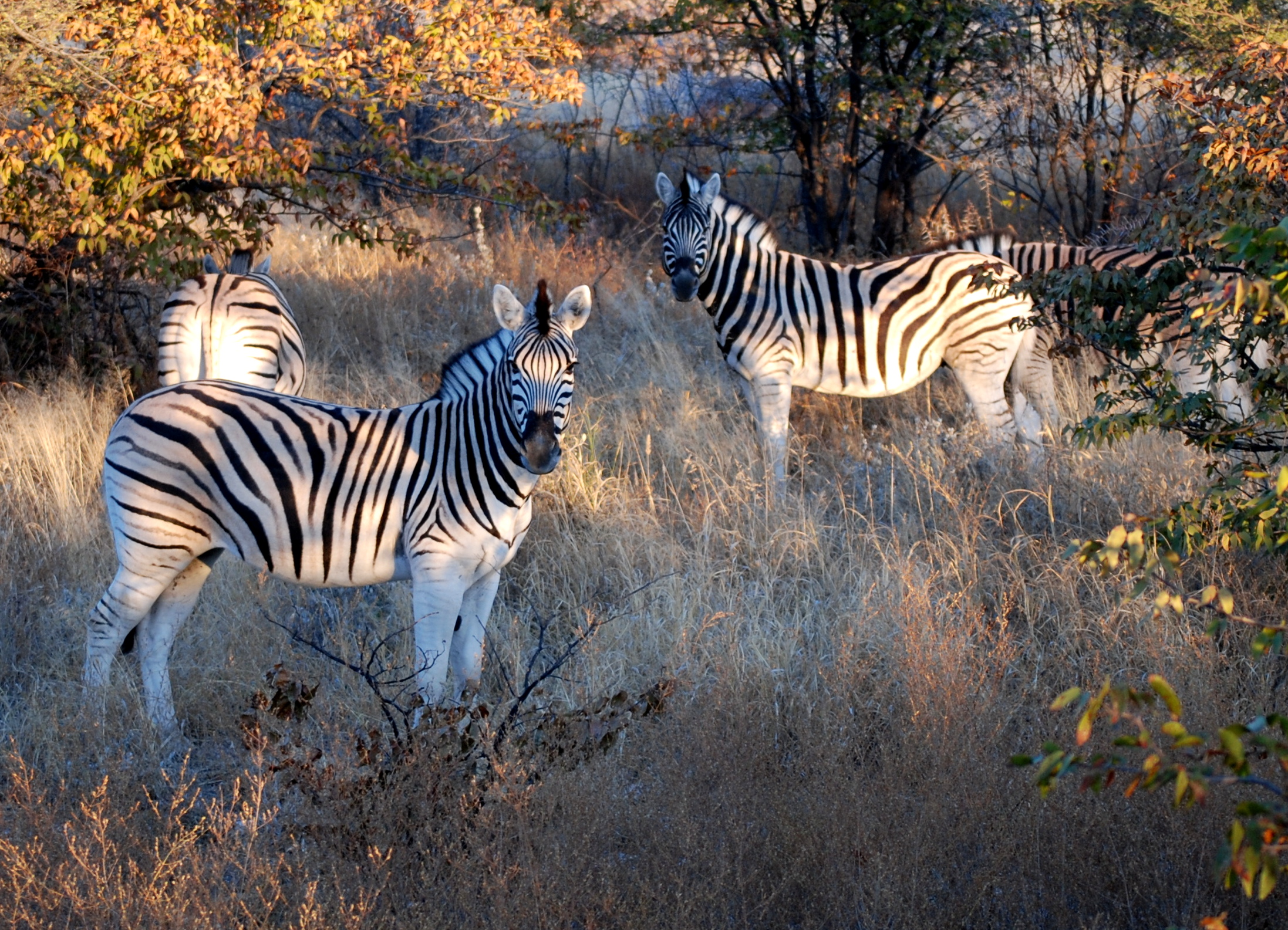Zebre (Namibia)