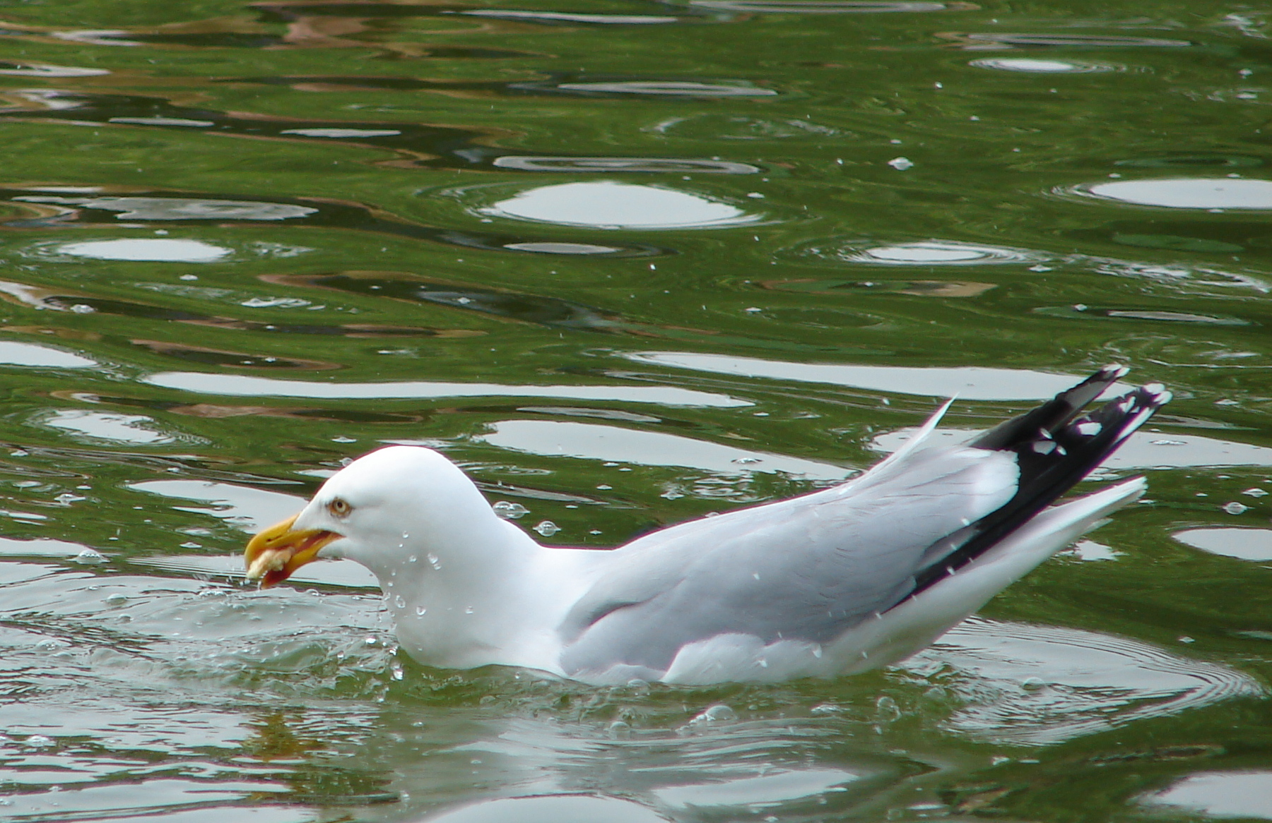 Giardini delle Tuileries (Parigi)