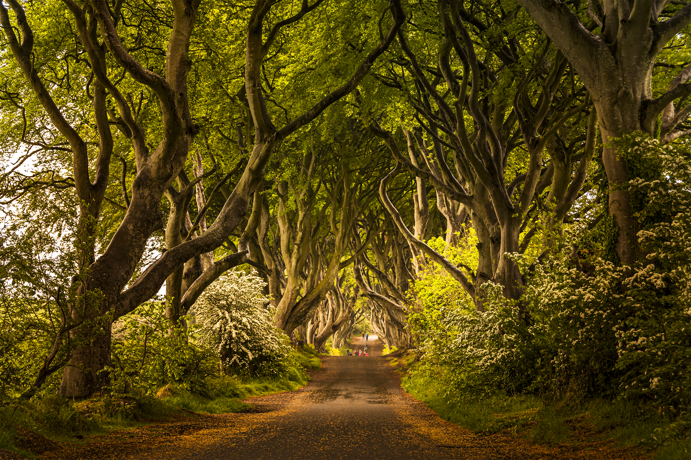 The Dark Hedges