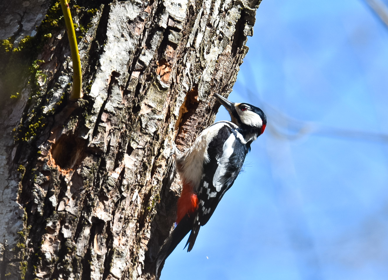 Red woodpecker