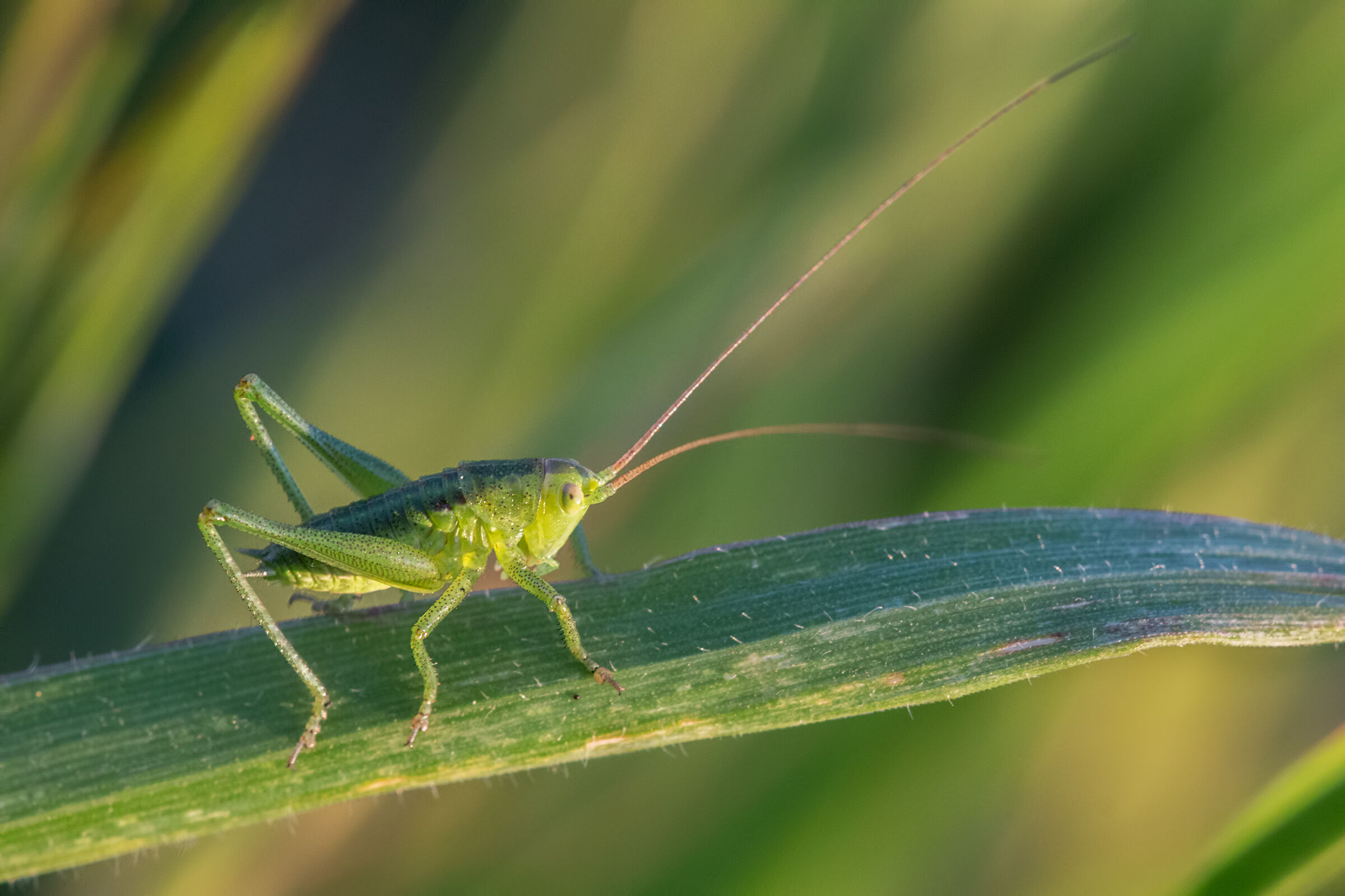 Tettigonia in giardino