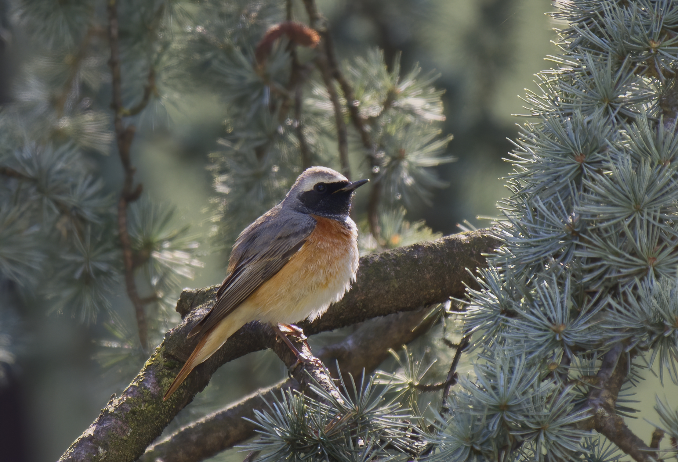 Ieri e' arrivato il codirosso
