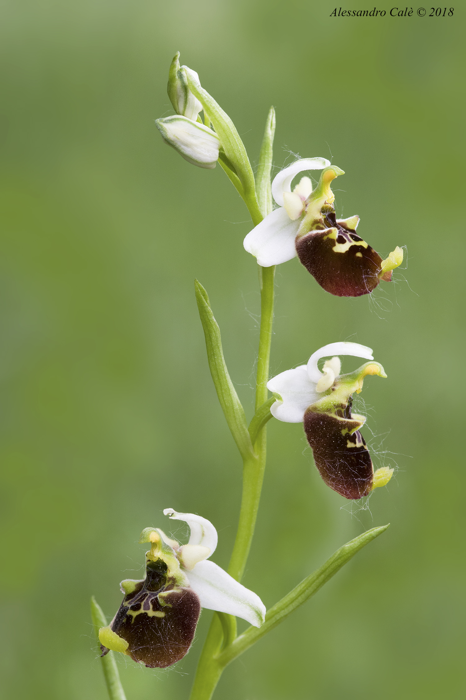Ophrys holosericea 7676