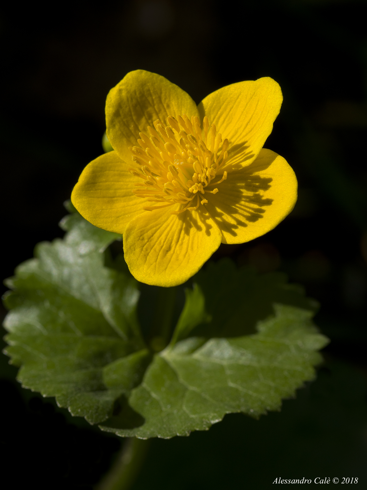 Chalta palustris (Calta palestre) 6892