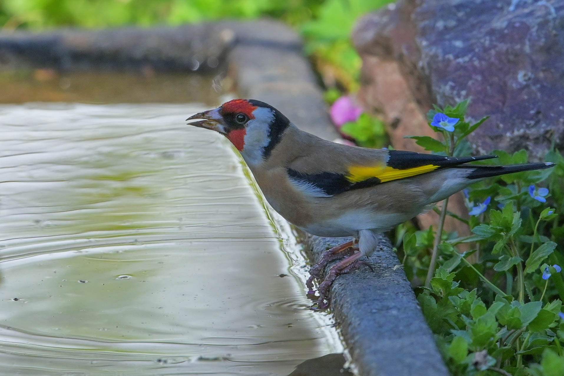 Goldfinch
