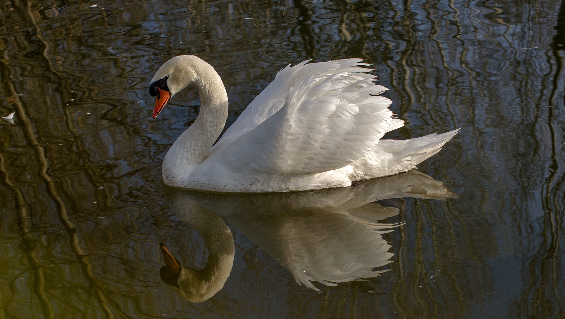 cigno