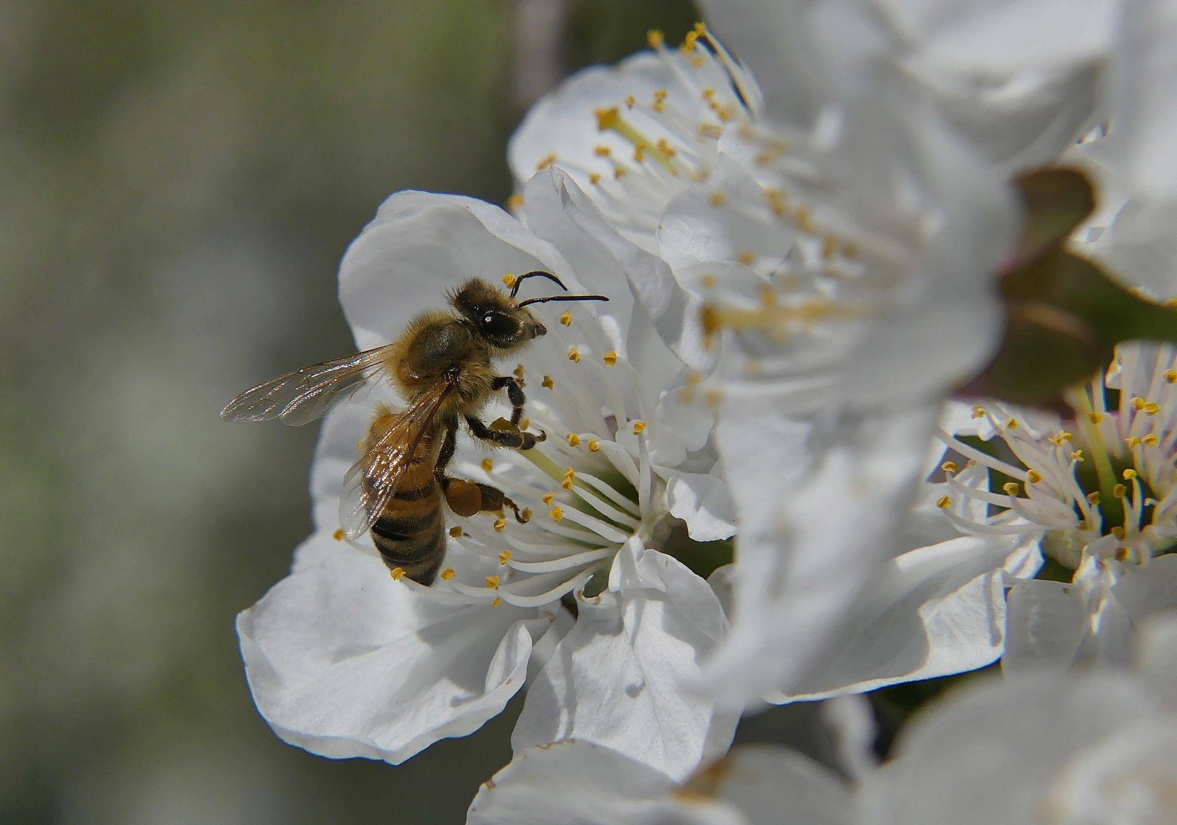 La danza sui fiori del ciliegio