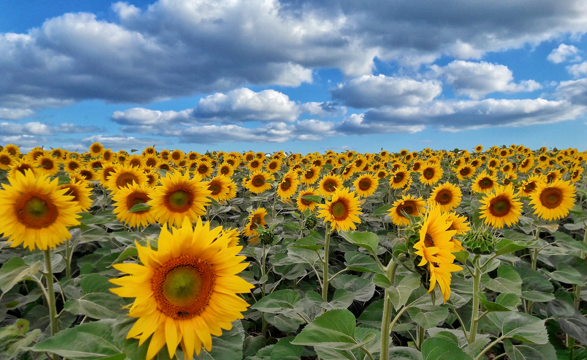 Sunflowers