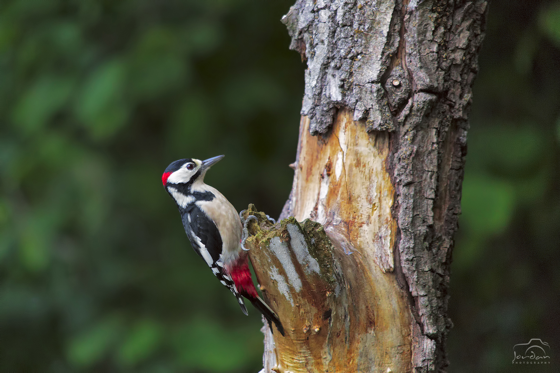 Picchio Rosso Maggiore 2