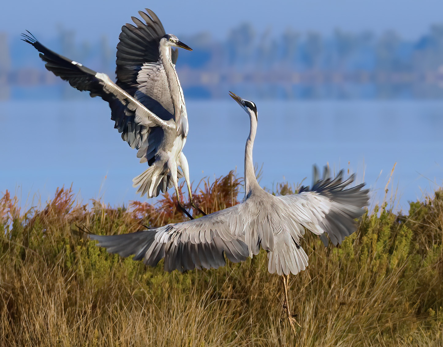 Diasputa for hunting territory (Herons Ashes)