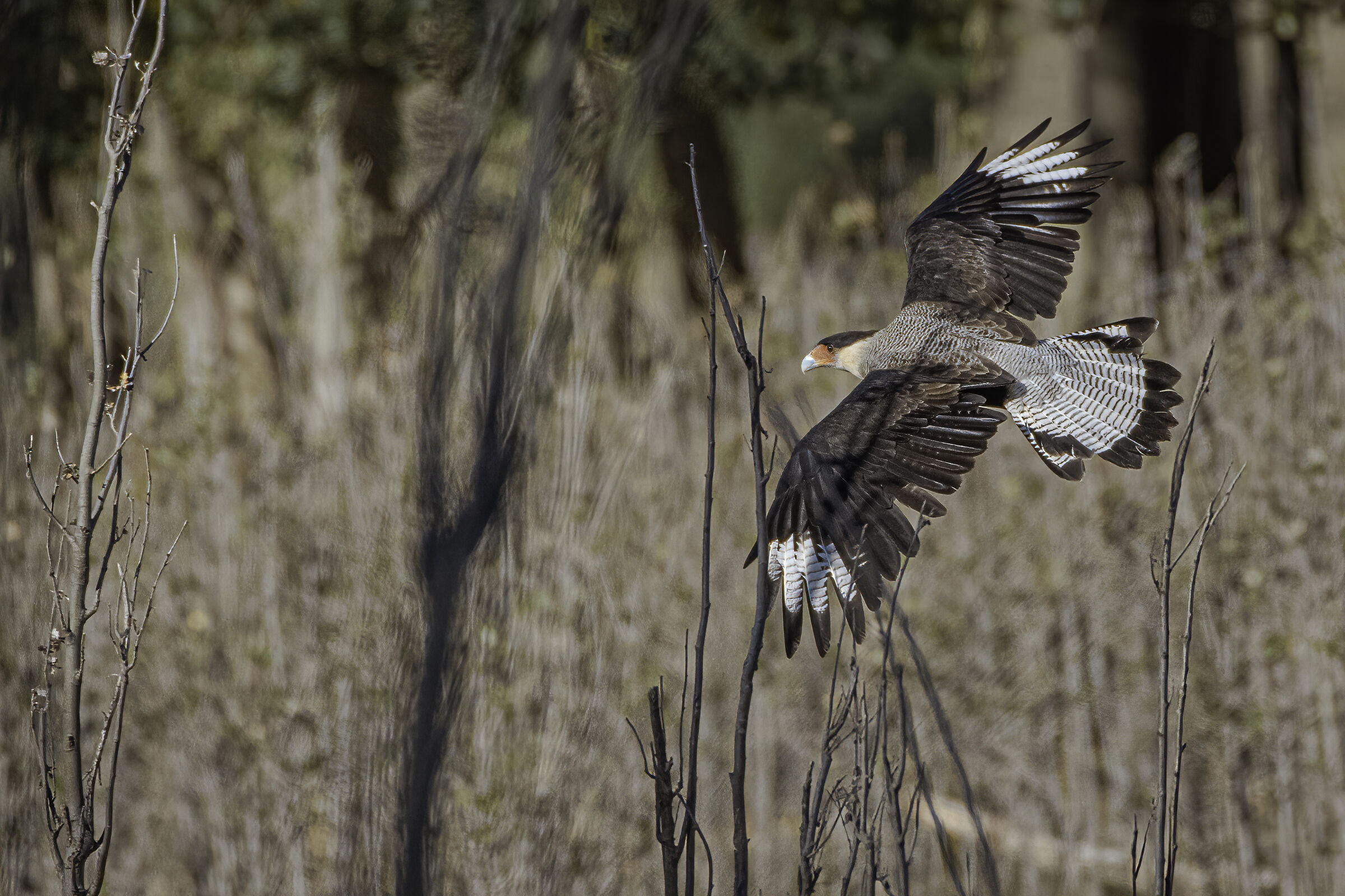 Caracara crestato  in volo