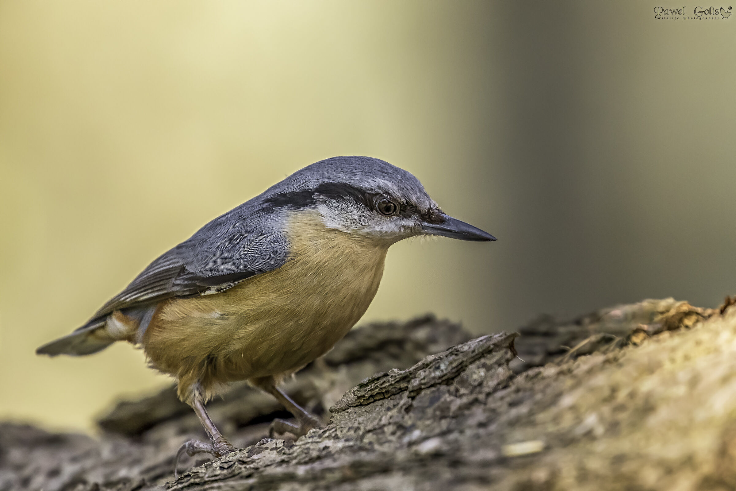 Nuthatch (Sitta europaea)