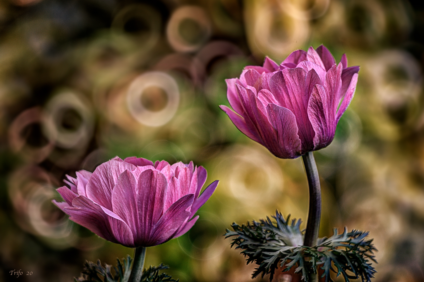 HAPPY BIRTHDAY TO EVERYONE