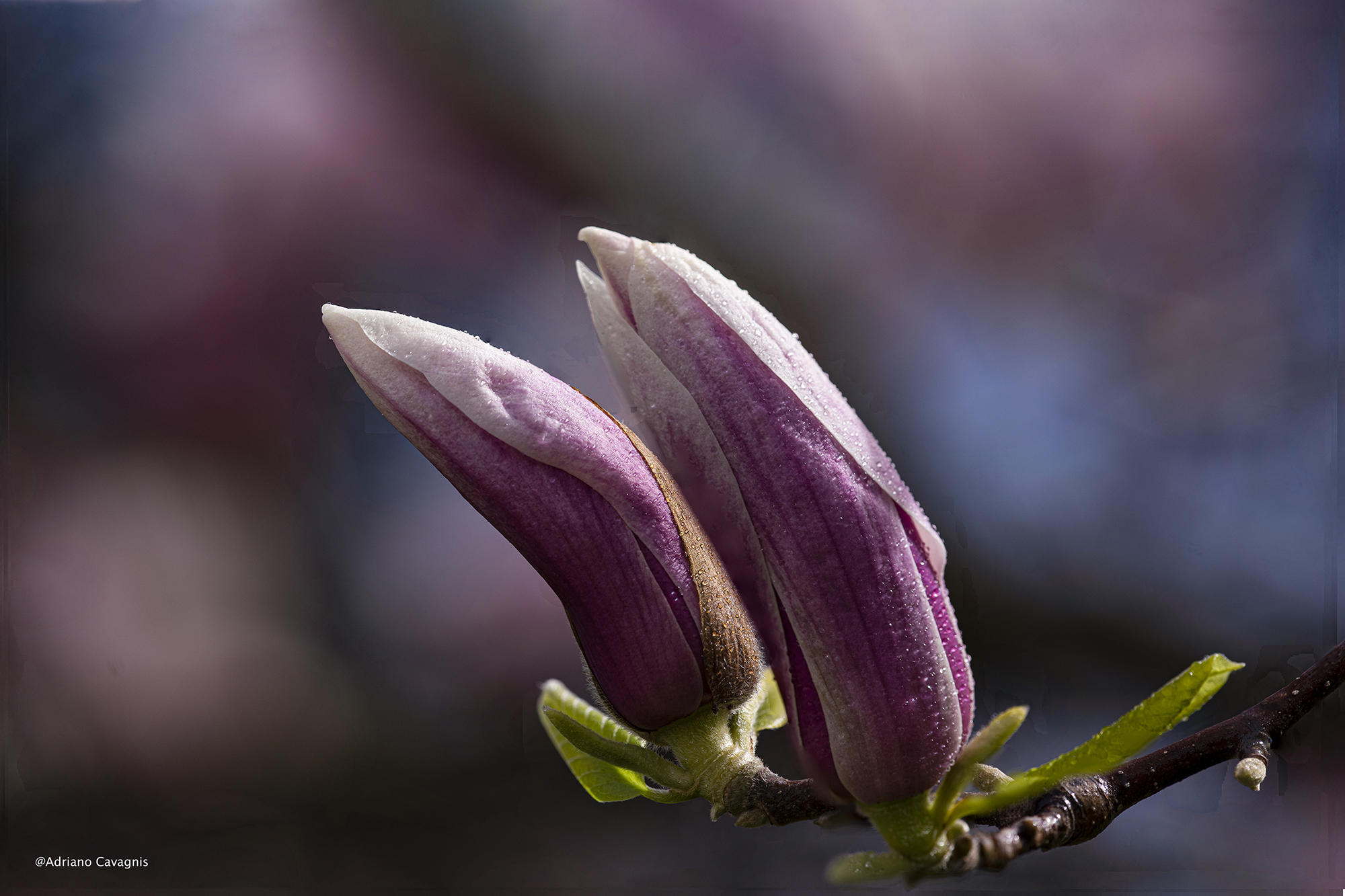 Gemelline di magnolia