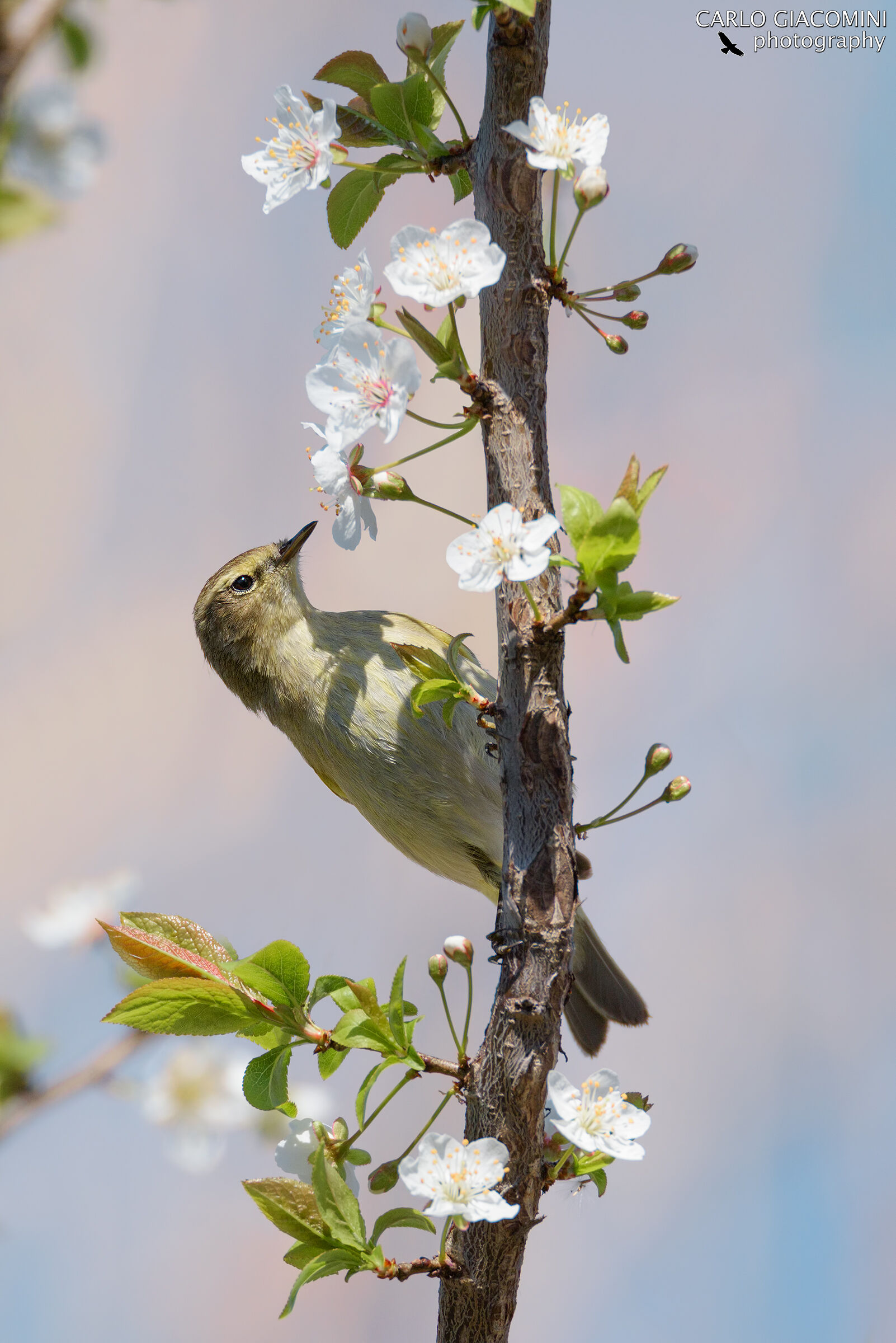 Essenza di primavera