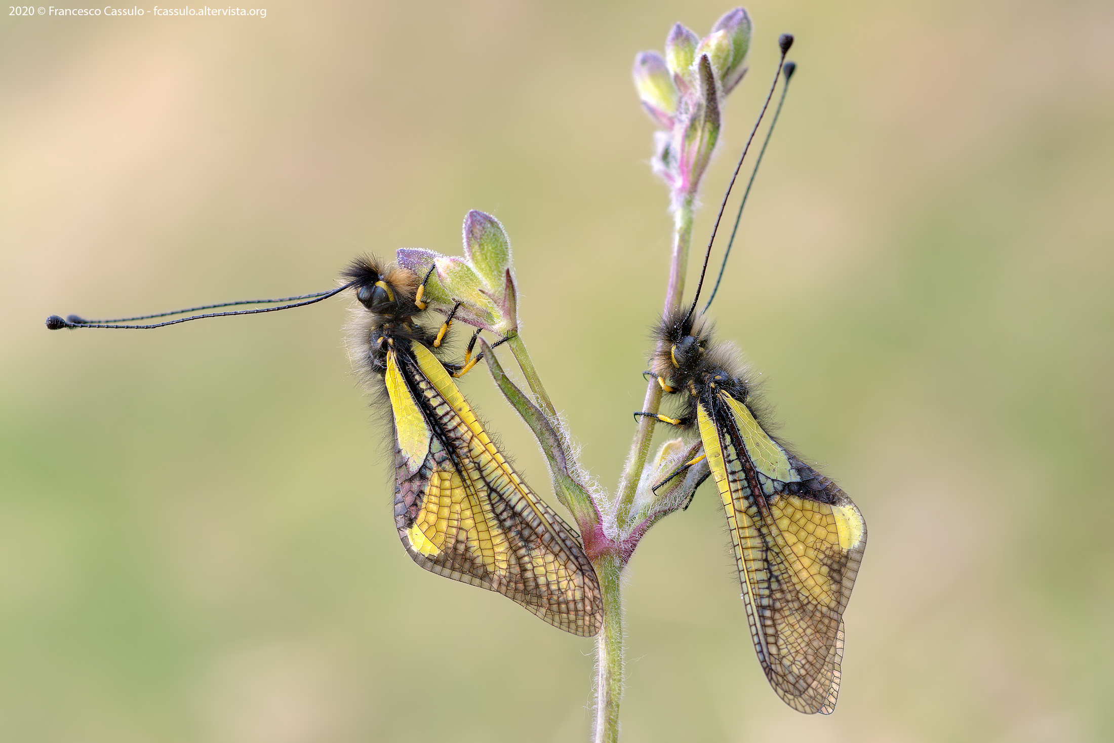 Libelloides coccajus (Denis & Schiffermoller, 1775)