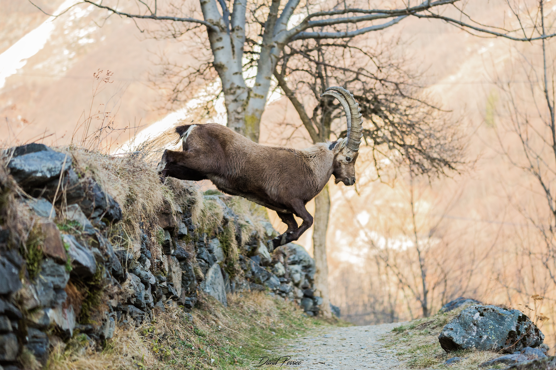 Ibex in flight