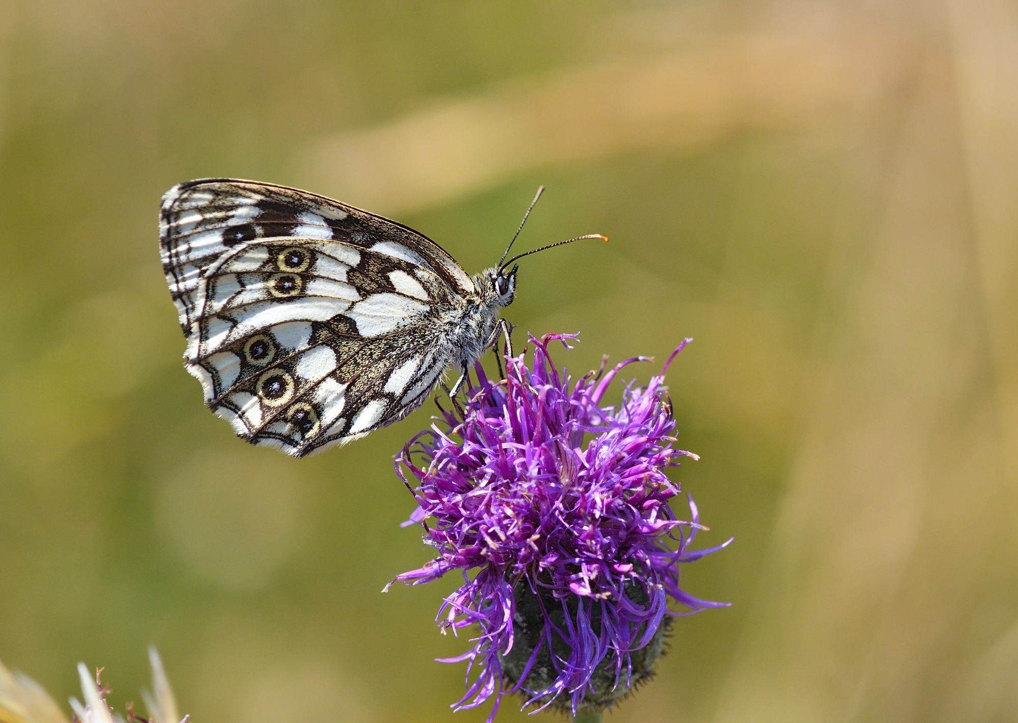 melanargia galathea
